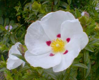 Crimson-spot Sunrose