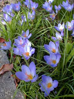 Autumn Crocus