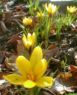 Crocus