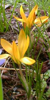 Stellaris Crocus