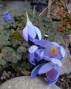 Autumn Crocus