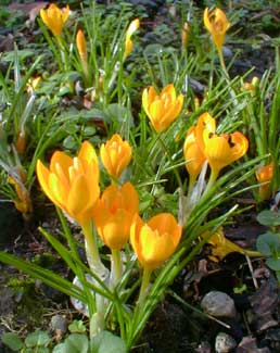 Crocus