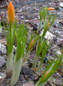 Crocus