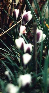 Crocus