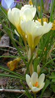 Crocus