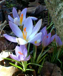 Crocus