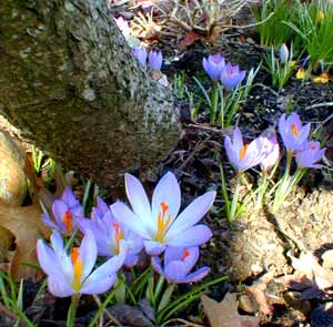 Crocus