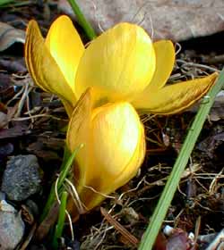 Gold Crocus