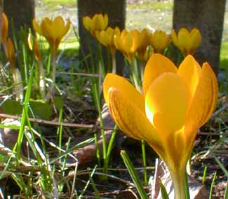 Goldilocks Crocus