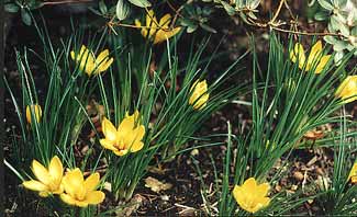 Crocus