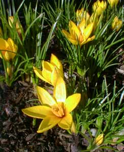 Crocus