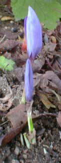 Autumn Crocus