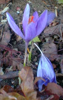 Autumn Crocus