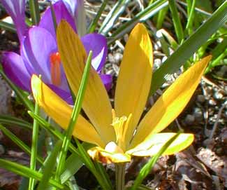 Stellaris Crocus