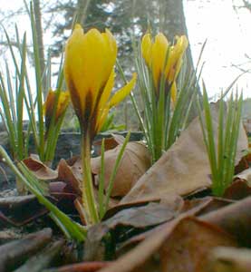 Crocus