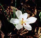 White Autumn Crocus