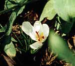 White Autumn Crocus