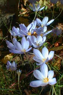 Crocus