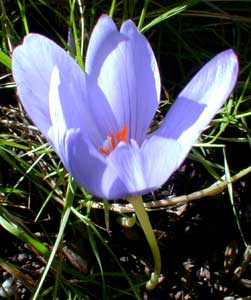 Crocus