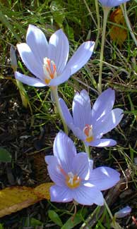 Crocus