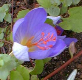 Autumn Crocus