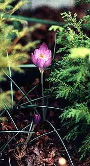 Lilac Crocus