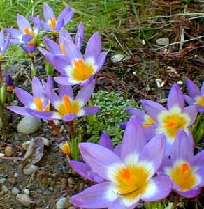 Tricolor Crocus