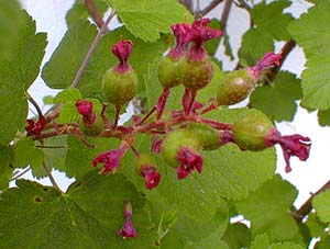 Currant