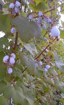 Currant