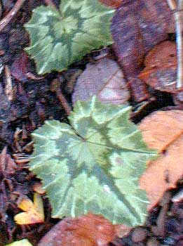 Cyclamen leaf