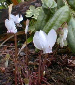 White Cyclamen