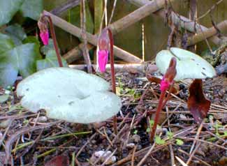 Magenta buds