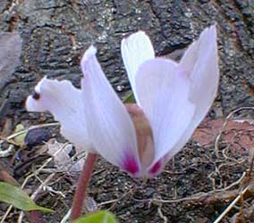 Cyclamen