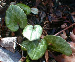 Cyclamen