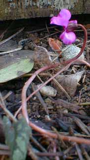 Cyclamen