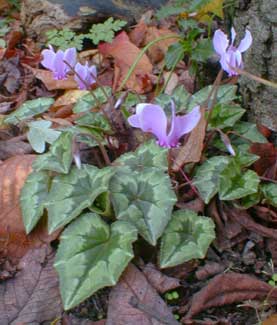 Basic Patternleaf Pink