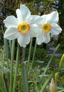 Milan Daffodil