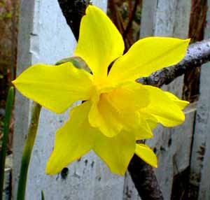  topic  Нарцис пролетното слънце / Narcissus