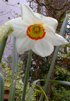 Milan Daffodil