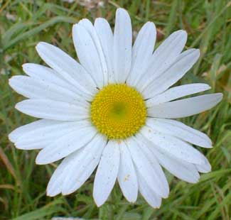 Daisy