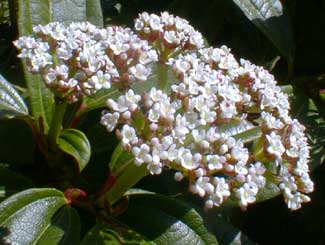 David Viburnum