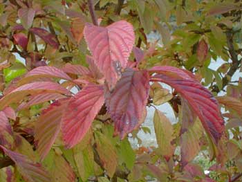 Dawn Viburnum