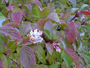 Dawn Viburnum