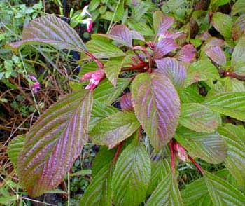 Dawn Viburnum