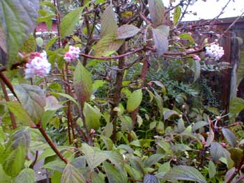 Dawn Viburnum