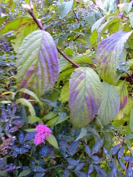 Dawn Viburnum