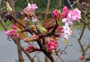 Winter Blooms