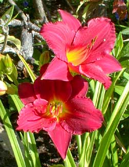 Daylily