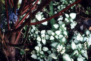 Dead Nettle