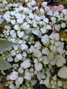 Dead Nettle